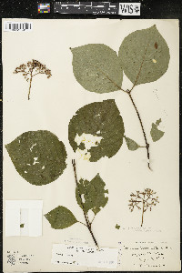 Cornus rugosa image