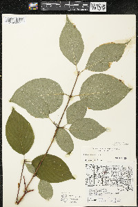 Cornus rugosa image