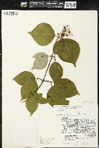 Cornus rugosa image