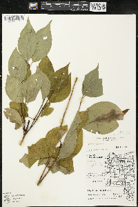 Cornus rugosa image