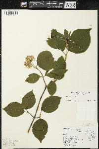 Cornus rugosa image