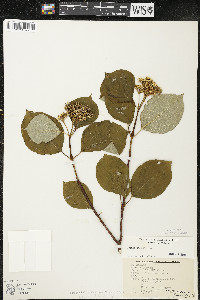 Cornus rugosa image