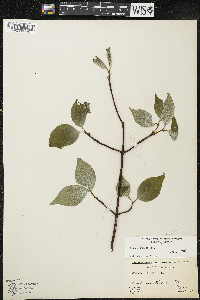 Cornus rugosa image