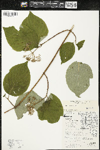 Cornus rugosa image