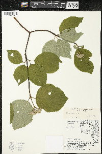 Cornus rugosa image