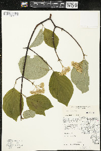 Cornus rugosa image