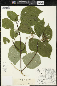 Cornus rugosa image