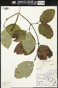 Cornus rugosa image