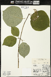 Cornus rugosa image