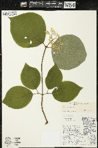 Cornus rugosa image