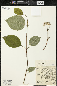 Cornus rugosa image