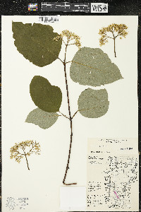 Cornus rugosa image