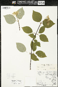 Cornus rugosa image