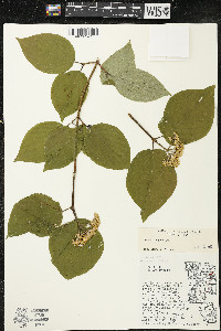 Cornus rugosa image