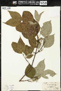 Cornus rugosa image