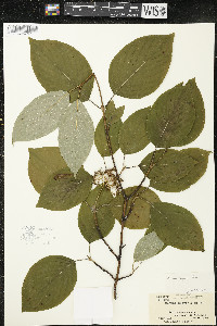 Cornus rugosa image