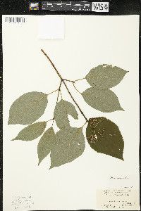 Cornus rugosa image