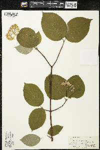 Cornus rugosa image