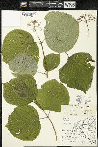 Cornus rugosa image
