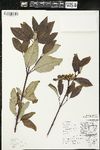 Cornus sericea subsp. sericea image