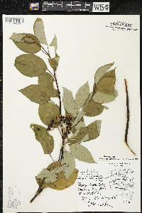 Cornus sericea subsp. sericea image