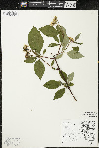 Cornus sericea subsp. sericea image