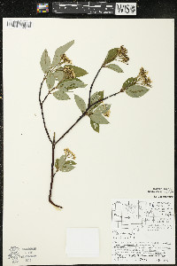 Cornus sericea subsp. sericea image