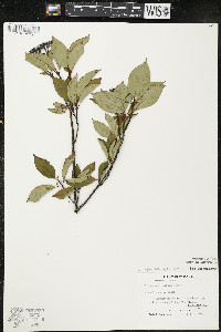 Cornus sericea subsp. sericea image