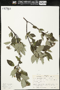 Cornus sericea subsp. sericea image