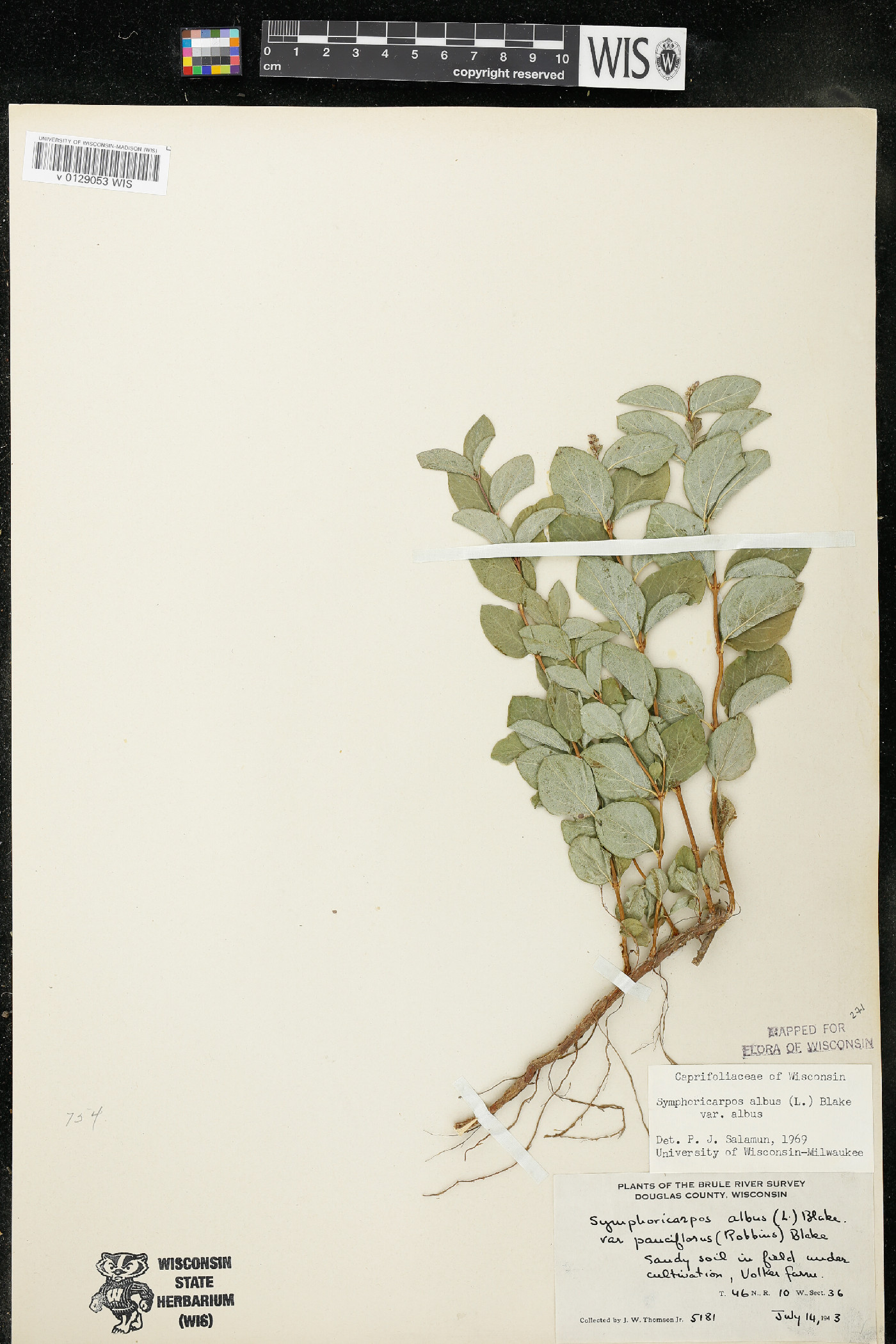 Symphoricarpos albus var. albus image