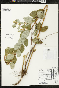 Symphoricarpos occidentalis image