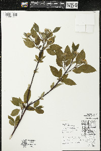 Cornus sericea subsp. sericea image