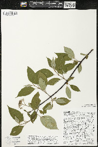 Cornus sericea subsp. sericea image