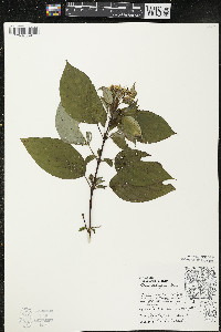 Cornus sericea subsp. sericea image