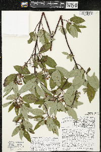 Cornus sericea subsp. sericea image