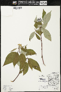 Cornus sericea subsp. sericea image