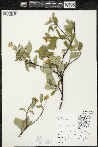 Cornus sericea subsp. sericea image