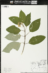 Cornus sericea subsp. sericea image