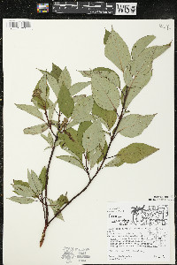 Cornus sericea subsp. sericea image