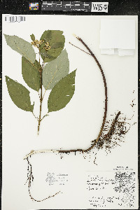 Cornus sericea subsp. sericea image