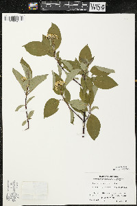 Cornus sericea subsp. sericea image