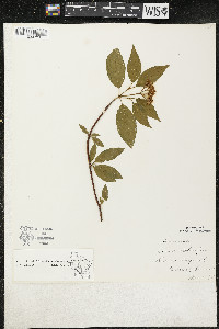 Cornus sericea subsp. sericea image