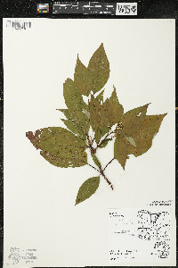 Cornus sericea subsp. sericea image