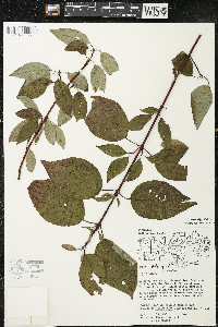 Cornus sericea subsp. sericea image