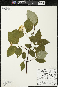 Cornus sericea subsp. sericea image