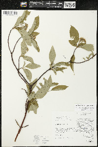 Cornus sericea subsp. sericea image