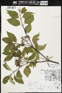 Cornus sericea subsp. sericea image