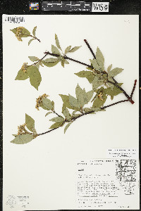 Cornus sericea subsp. sericea image