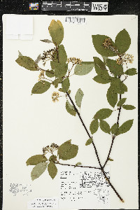 Cornus sericea subsp. sericea image