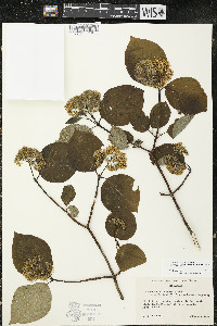 Cornus sericea subsp. sericea image